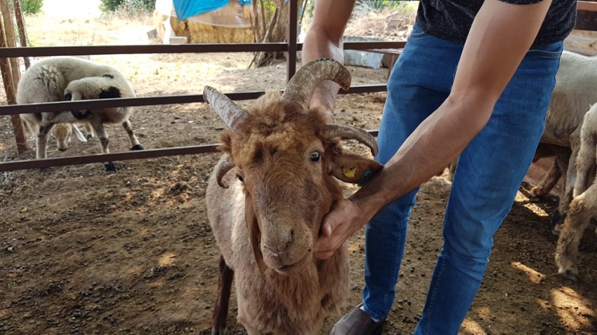 Bu koçun bir değil iki değil tam 4 boynuzu var