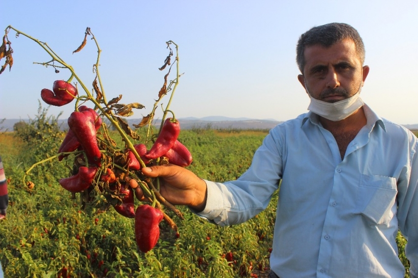 Bursa'da salçalık biberler tarlada çürüyor