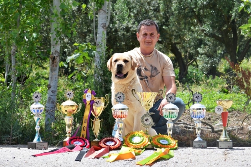 Koronavirüs hayvanseverleri Labrador ve Poodle cinsine yöneltti