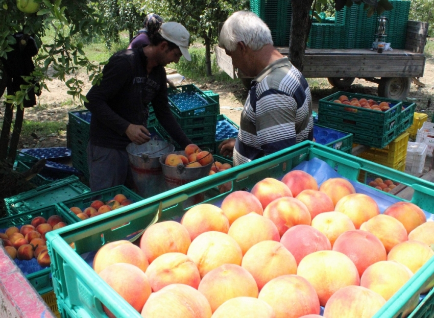 Gürsu ve Kestel ovasında üreticiler kan ağlıyor