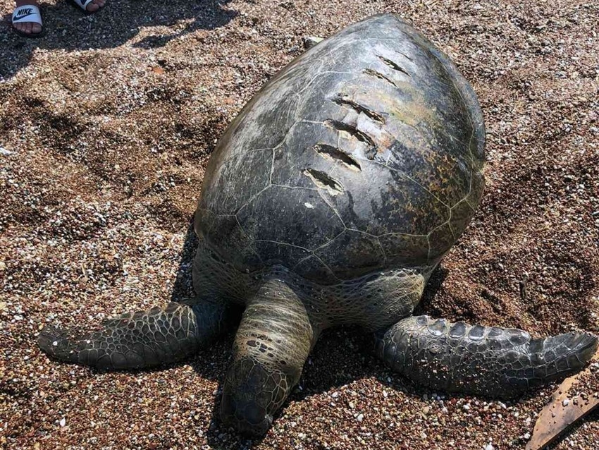 Ölü caretta caretta kıyıya vurdu