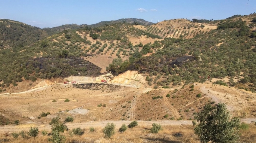 Şiddetli rüzgara rağmen zeytinlik yangını büyümeden söndürüldü