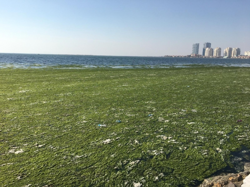 İzmir Körfezi’nde ürküten görüntü