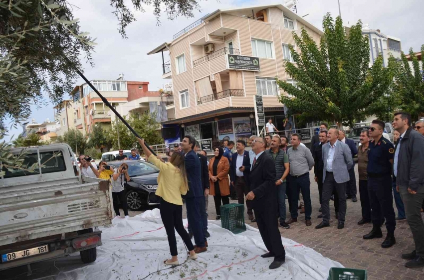 Anıt ağaçlarda zeytin hasadı yapıldı