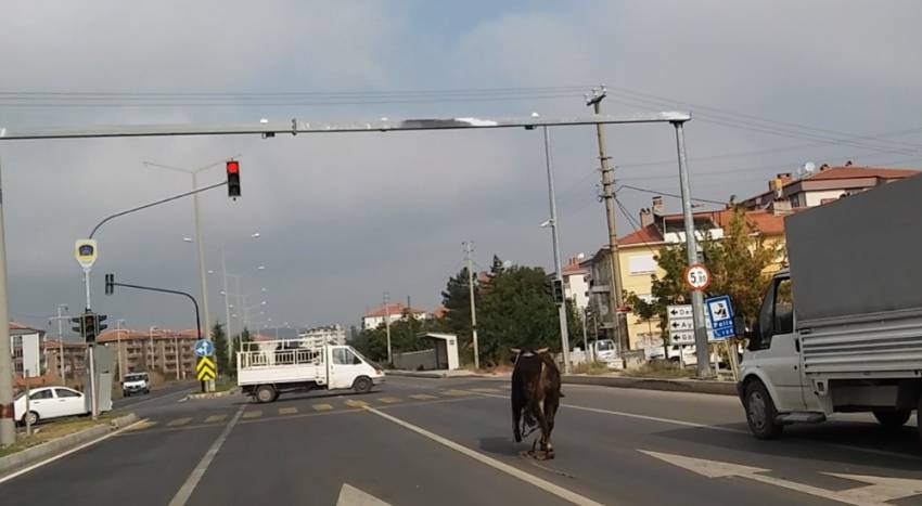 Kaçan boğa trafiği birbirine kattı