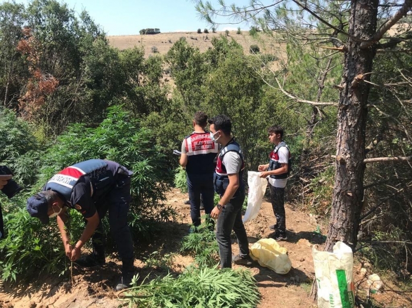 Jandarmanın takibi, kenevir yetiştirenleri ele verdi