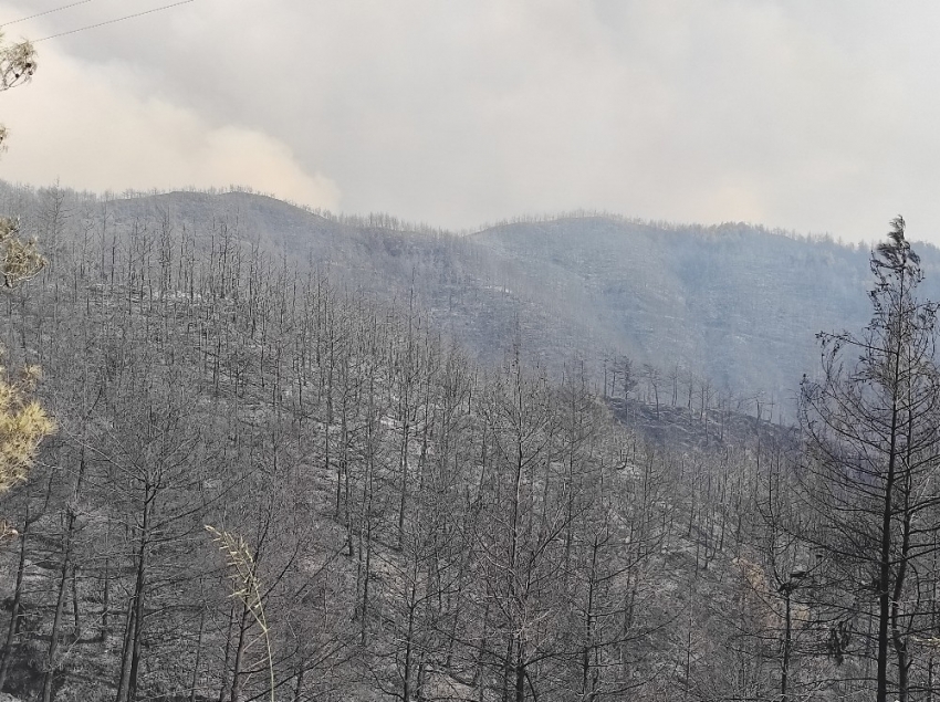 Samandağ’daki orman yangını kontrol altına alındı