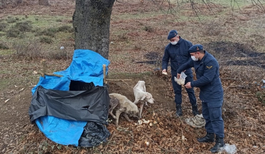 Donmak üzere olan köpeklerin imdadına jandarma yetişti