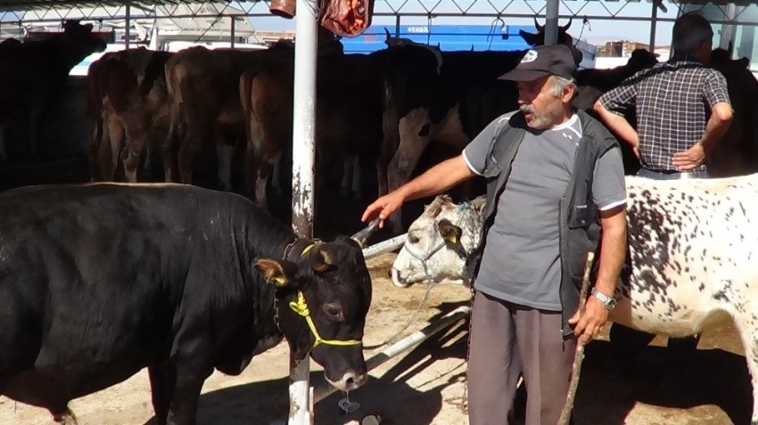 Bunlar da ’organik’ kurbanlık