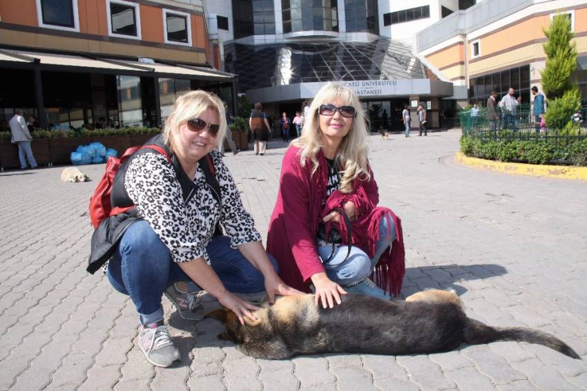 Sokak köpeğini bıçaklayarak öldüren profesör kayıplara karıştı