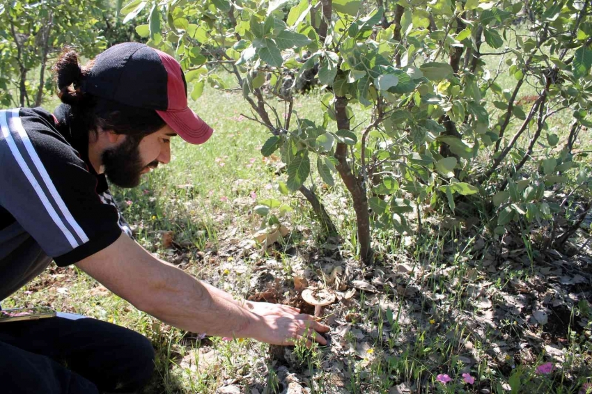 Yağışlarla birlikte mantar zehirlenmelerinde artış