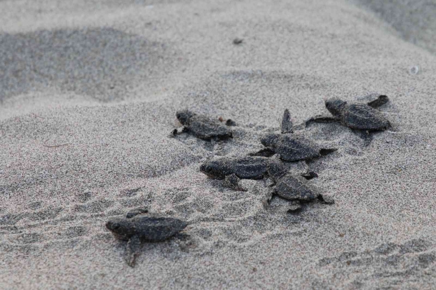 Patara’da caretta caretta yavruları denizde