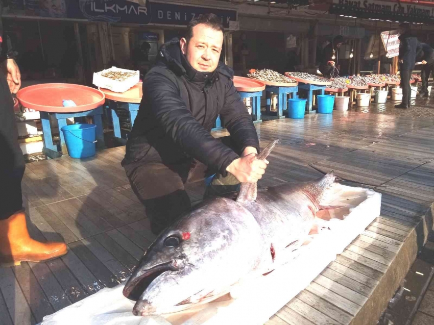 100 kiloluk torik ağlara takıldı