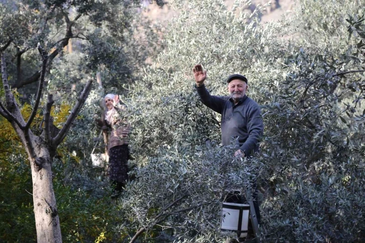 80’i aşan yaşlarına rağmen ağaçların tepesine çıkarak zeytin hasadı yapıyorlar
