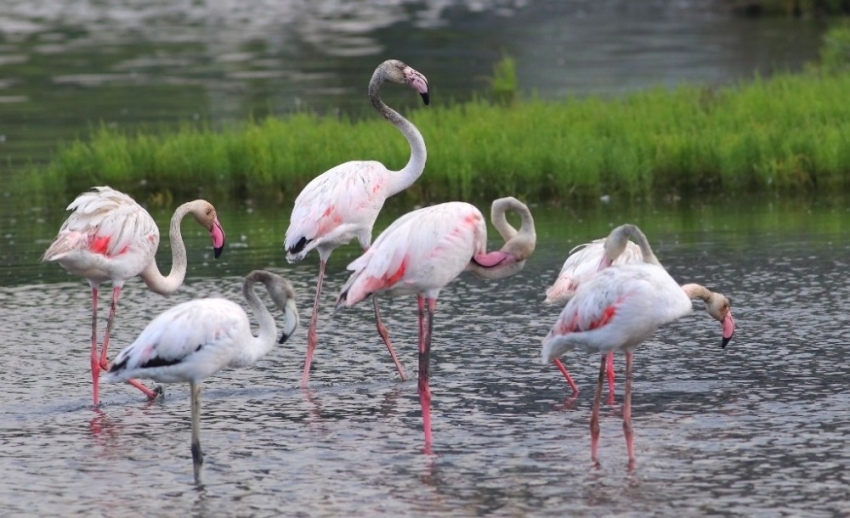 Flamingolar, Hersek Lagününden vazgeçmiyor