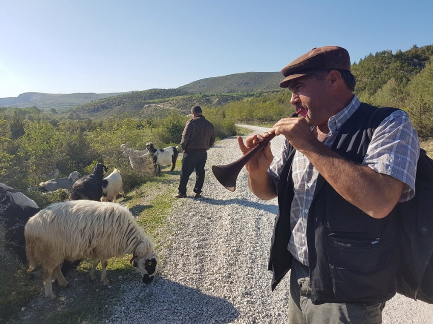 Keçiler zurnayla otluyor