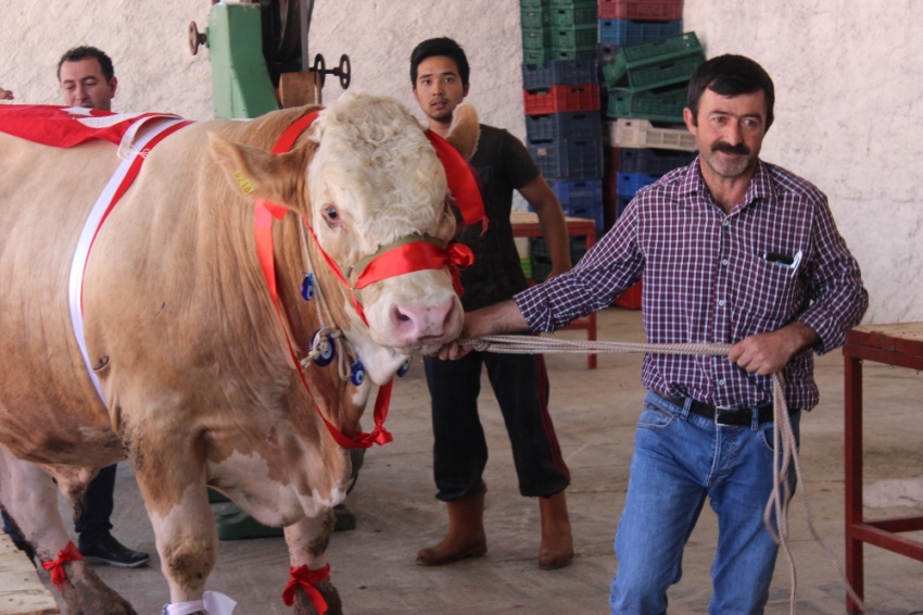 Bir ton 170 kilogramlık ’Kral’ görücüye çıktı