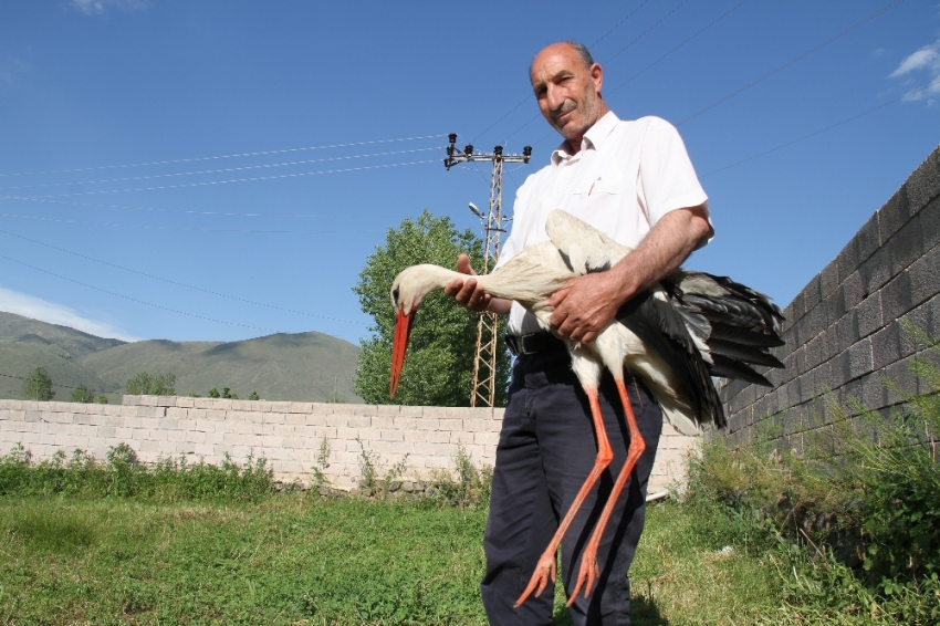 Uçamayan leyleği evinde besliyor