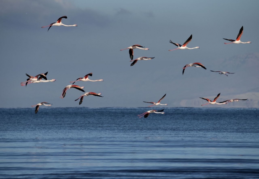 Flamingolar kış mevsiminin gelmesine rağmen Van’ı terk etmedi