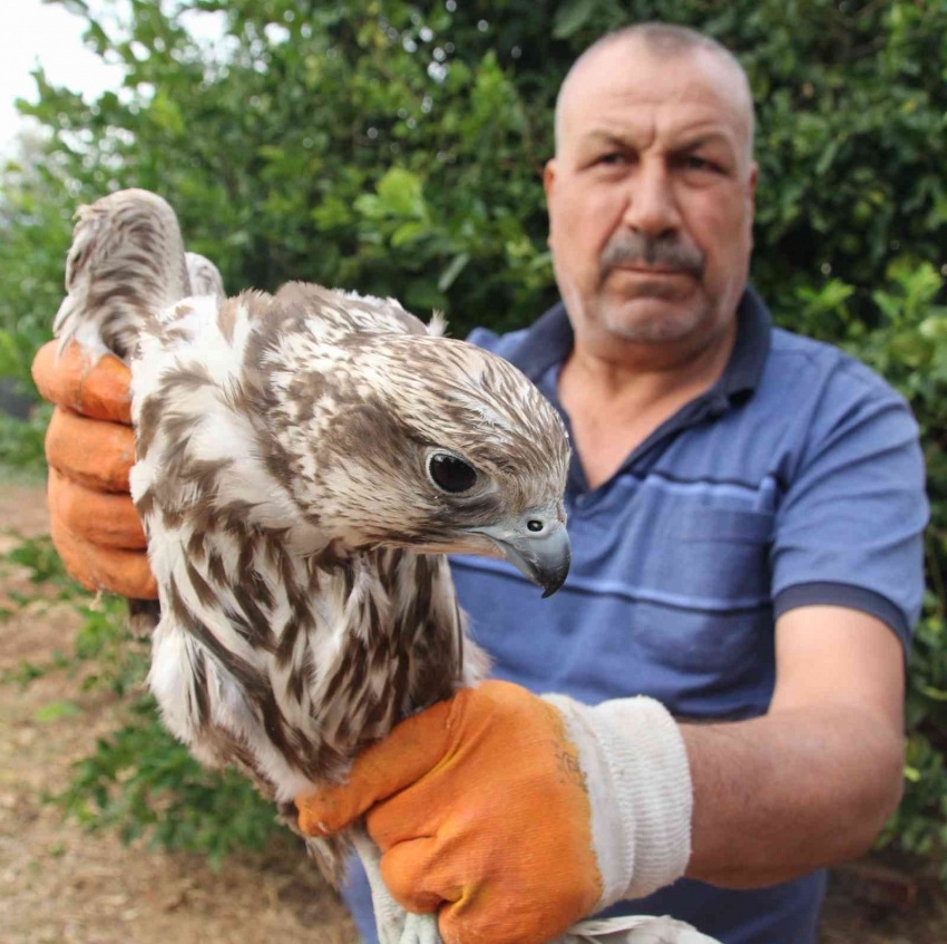 Evinde şahin besledi 19 bin TL para cezası yedi