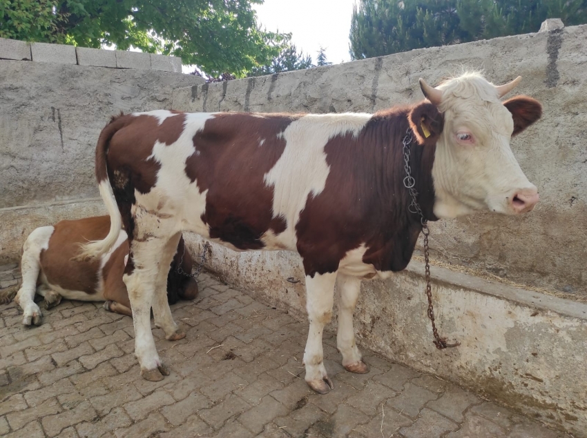 Bayramın birinci günü kaçan hayvan hala bulunamadı