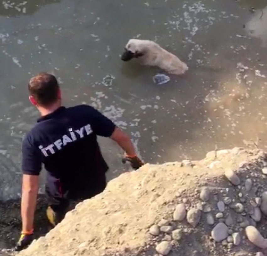 Mahsur kalan köpeği itfaiye kurtardı