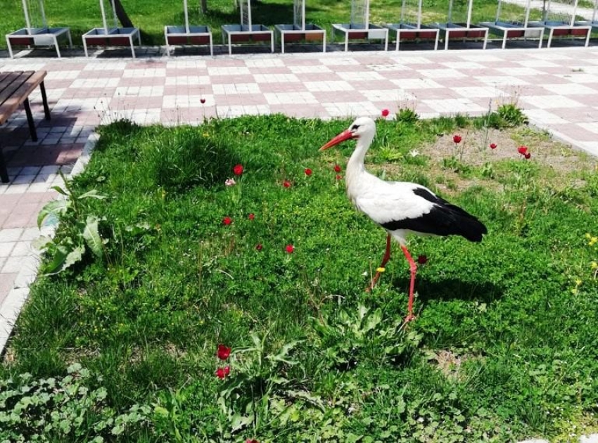 Yaralı leylek sağlığına kavuştu