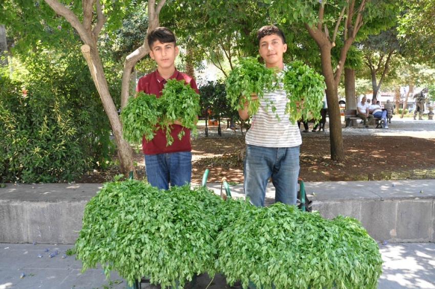 Köyden topladıkları maydanozları satıp harçlıklarını çıkarıyorlar