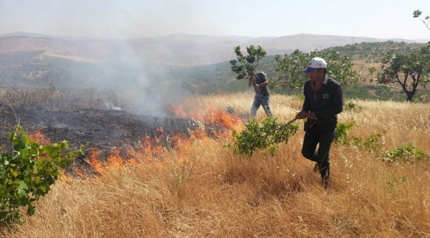 Siirt’te ağaçlık alanda yangın: Fıstık ağaçları zarar gördü