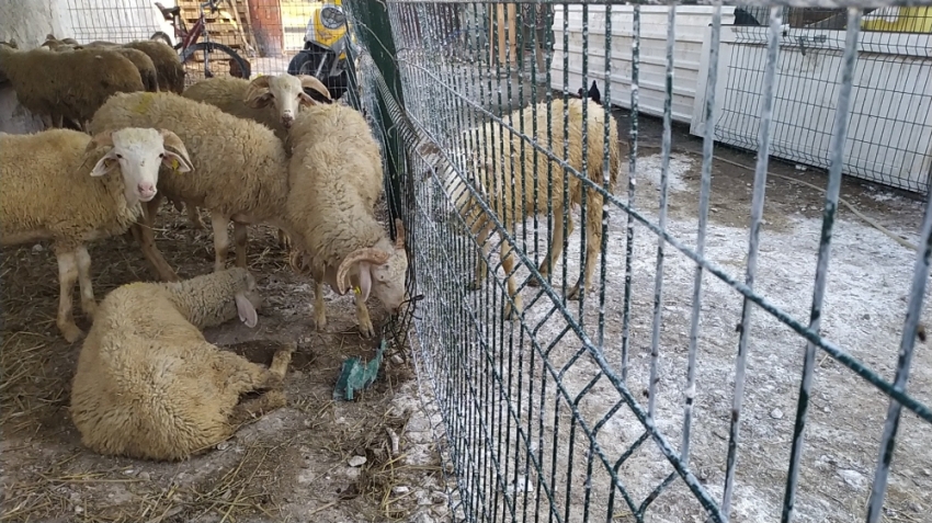 Kurban Bayramı öncesi panik: 20 mahalle karantina altında