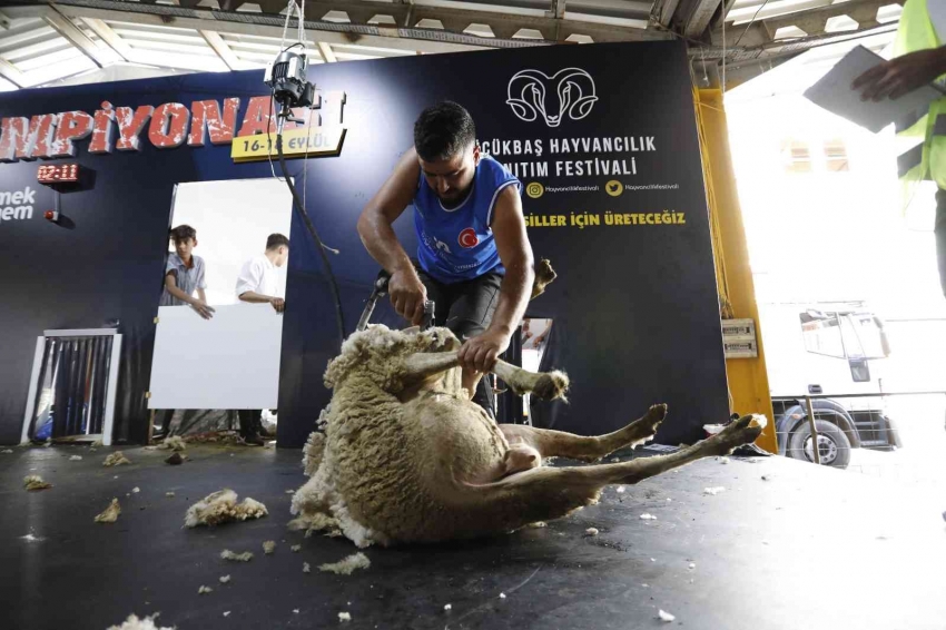 Bursa’da güzel koyun ve koyun kırkma yarışması