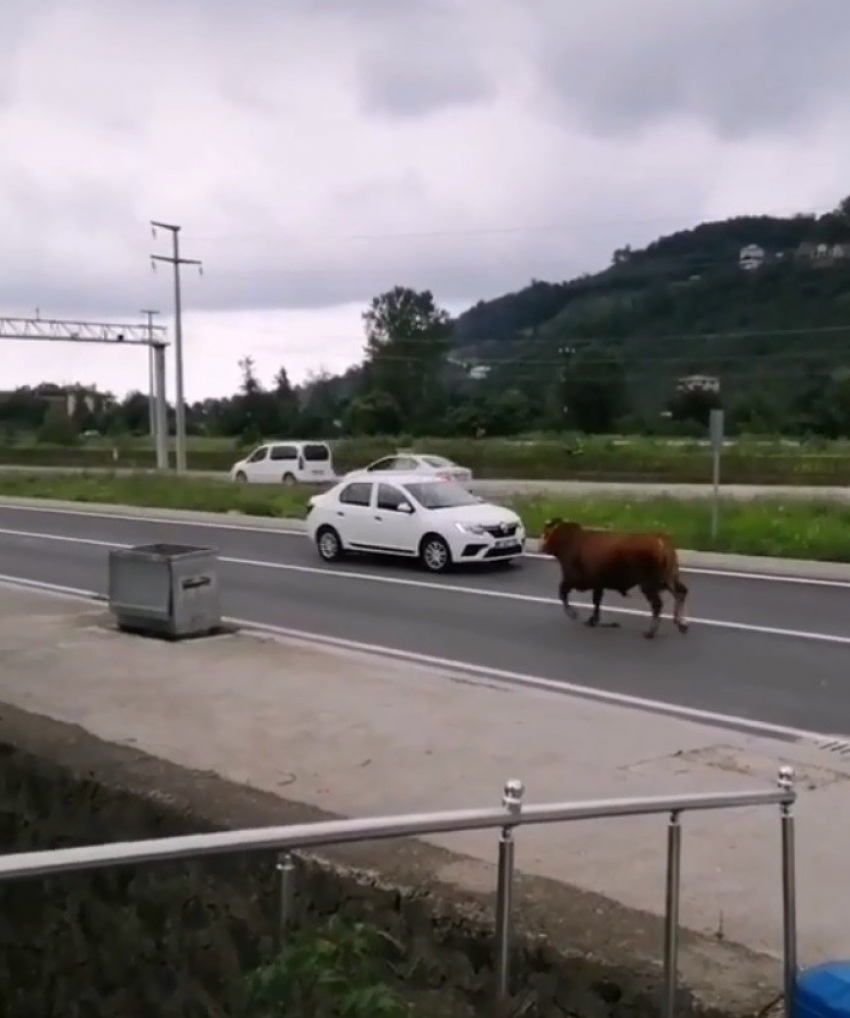 Hayvan pazarından firar eden kurbanlık tosun karayolunu karıştırdı