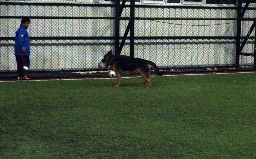 Bu köpek futbol tutkunu