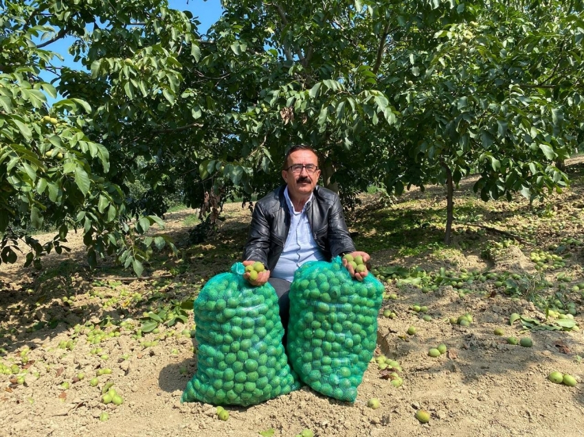 Bursa’da ceviz hasadı başladı