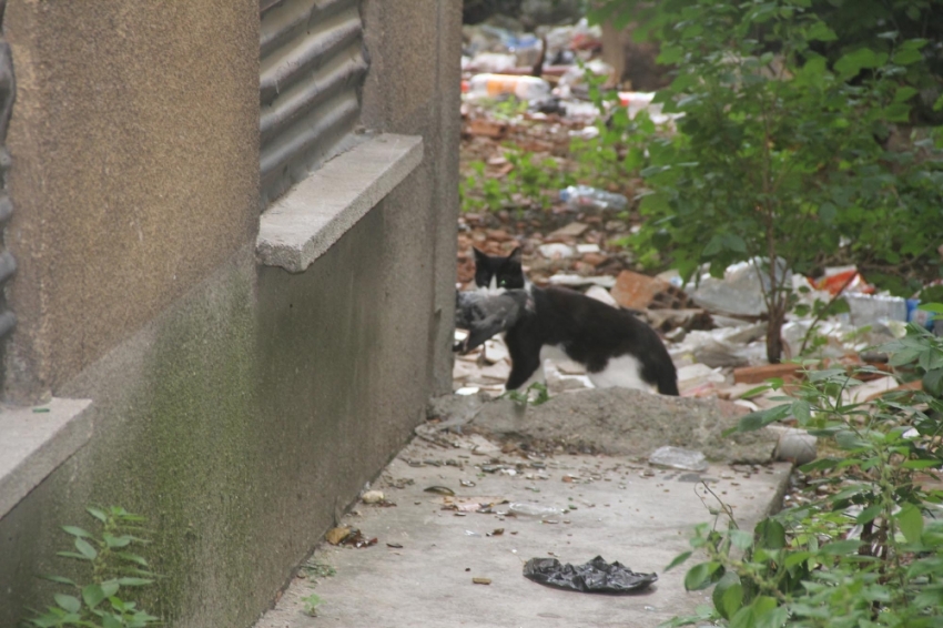 Sıkıştığı yerden kurtulan güvercini kedi kaptı