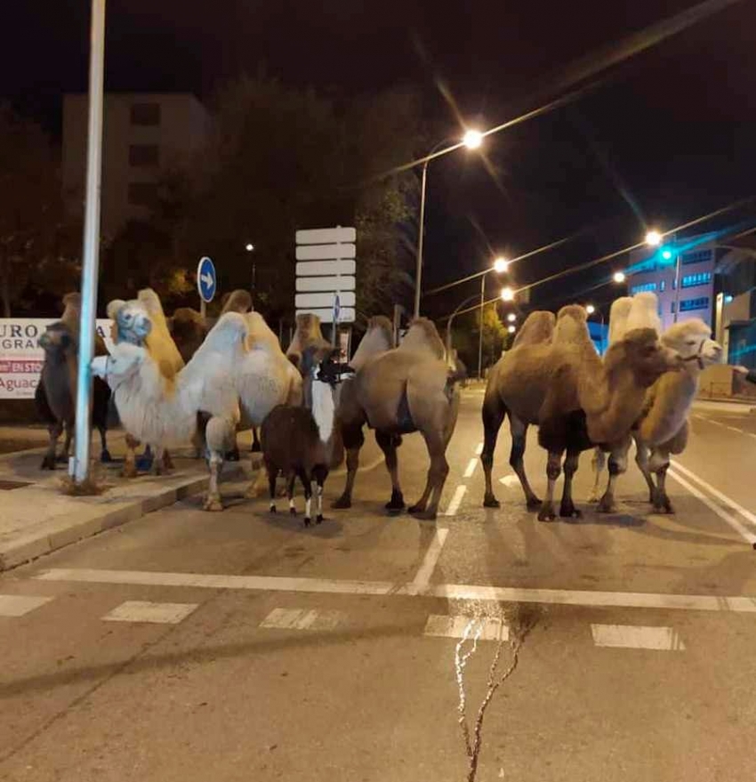 Sirkten kaçan 8 deve ve bir lama sokakta dolaşırken bulundu