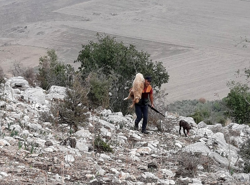 Kayalıklarda mahsur kalan koyunu kurtarıp sırtında taşıdı