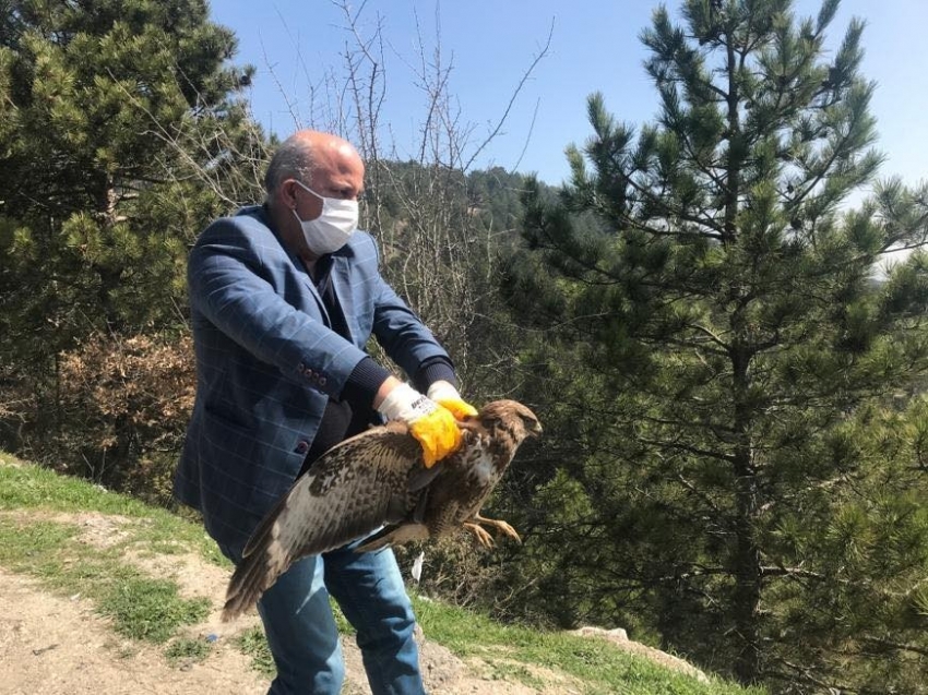 Bolu’da, tedavisi tamamlanan kızıl şahin doğaya salındı