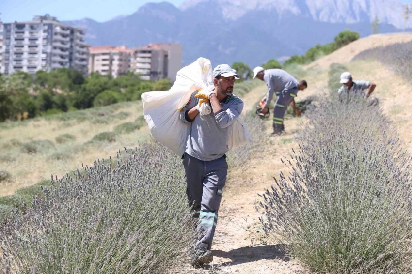 Mor bahçesinde lavanta hasadı yapıldı