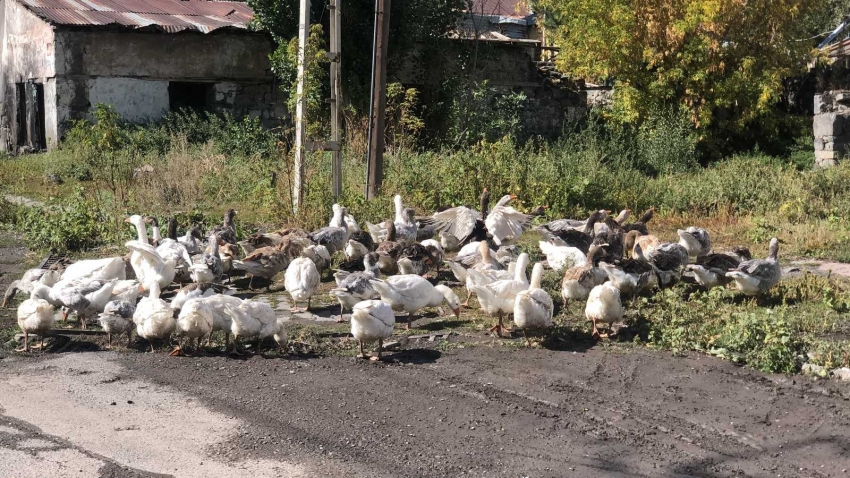 Kars’ta kazlar sofralara pahalı gelecek