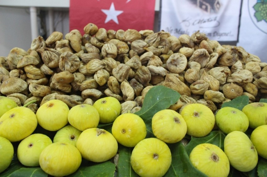 Kuru incir rekolte tahmini açıklandı