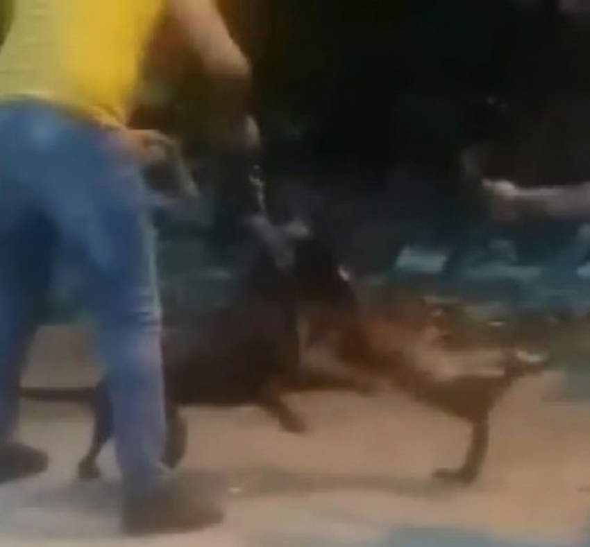 Vicdansız adam köpeğine sokak kedisini parçalattı