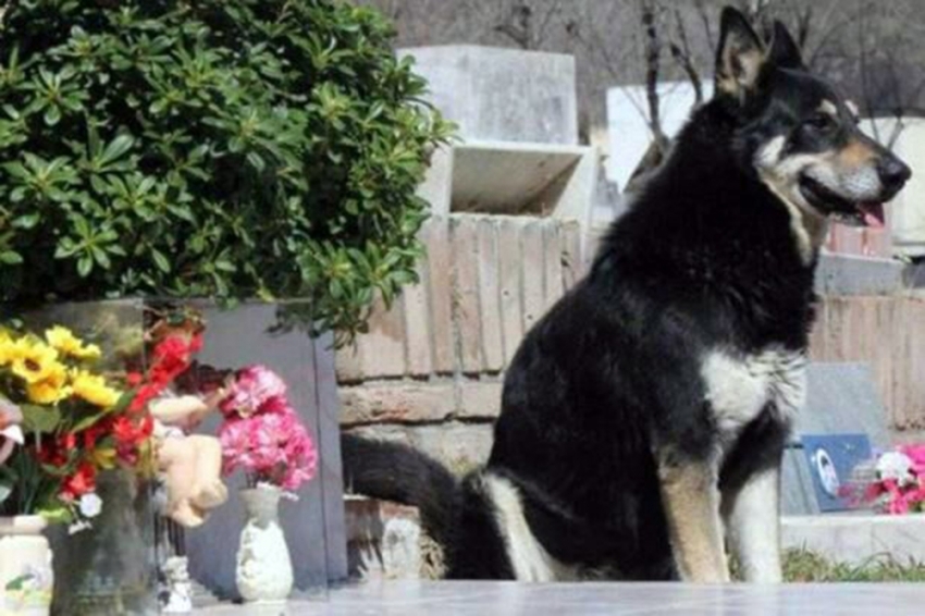 11 yıl boyunca sahibinin mezarı başında bekliyor