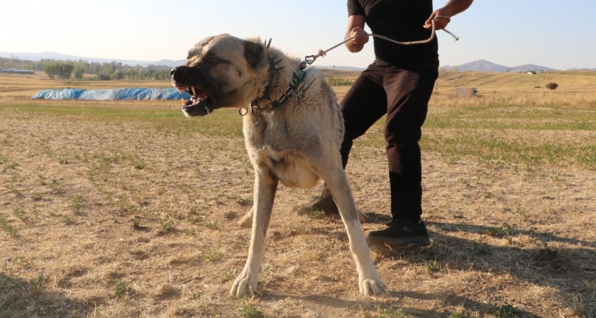 Köpek saldırısına karşı ne yapmalı?