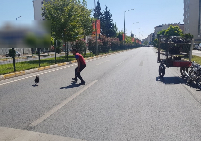 Karayolunda tavuk kovaladı