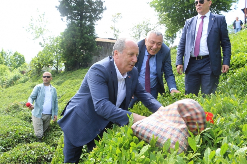 Muharrem İnce çay topladı