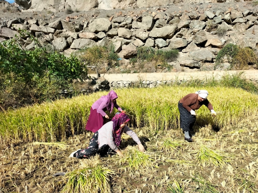 Sular altında kalacak köyde son çeltik hasadı başladı