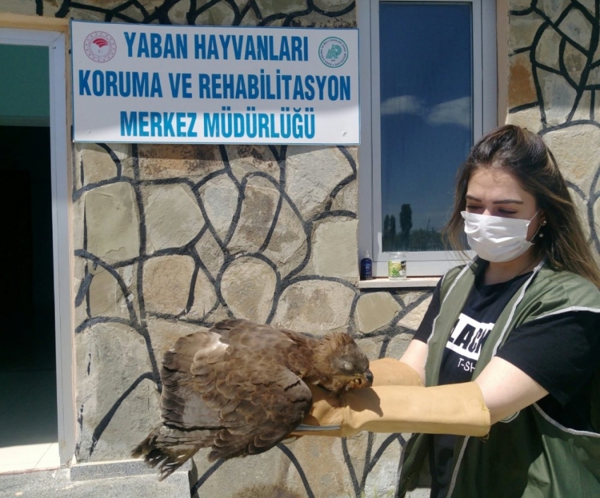 Arı şahini ve kaya güvercin tedavi altına alındı