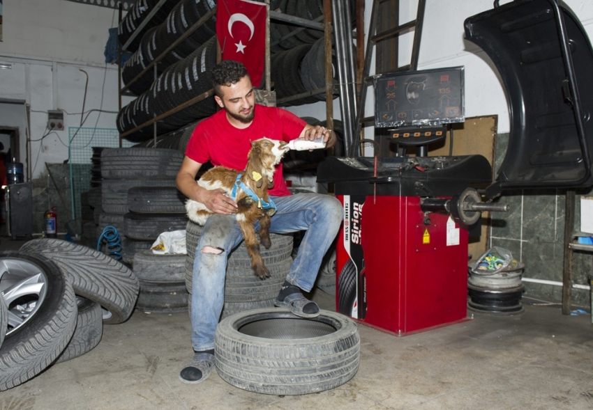 Biberonla beslenen oğlak oto sanayinin maskotu oldu