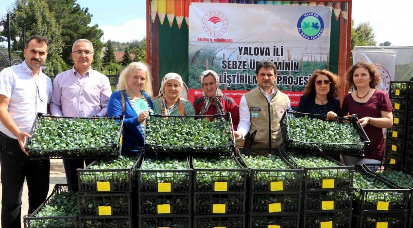 Çiftçilere kışlık pazı ve karalahana fidesi dağıtıldı